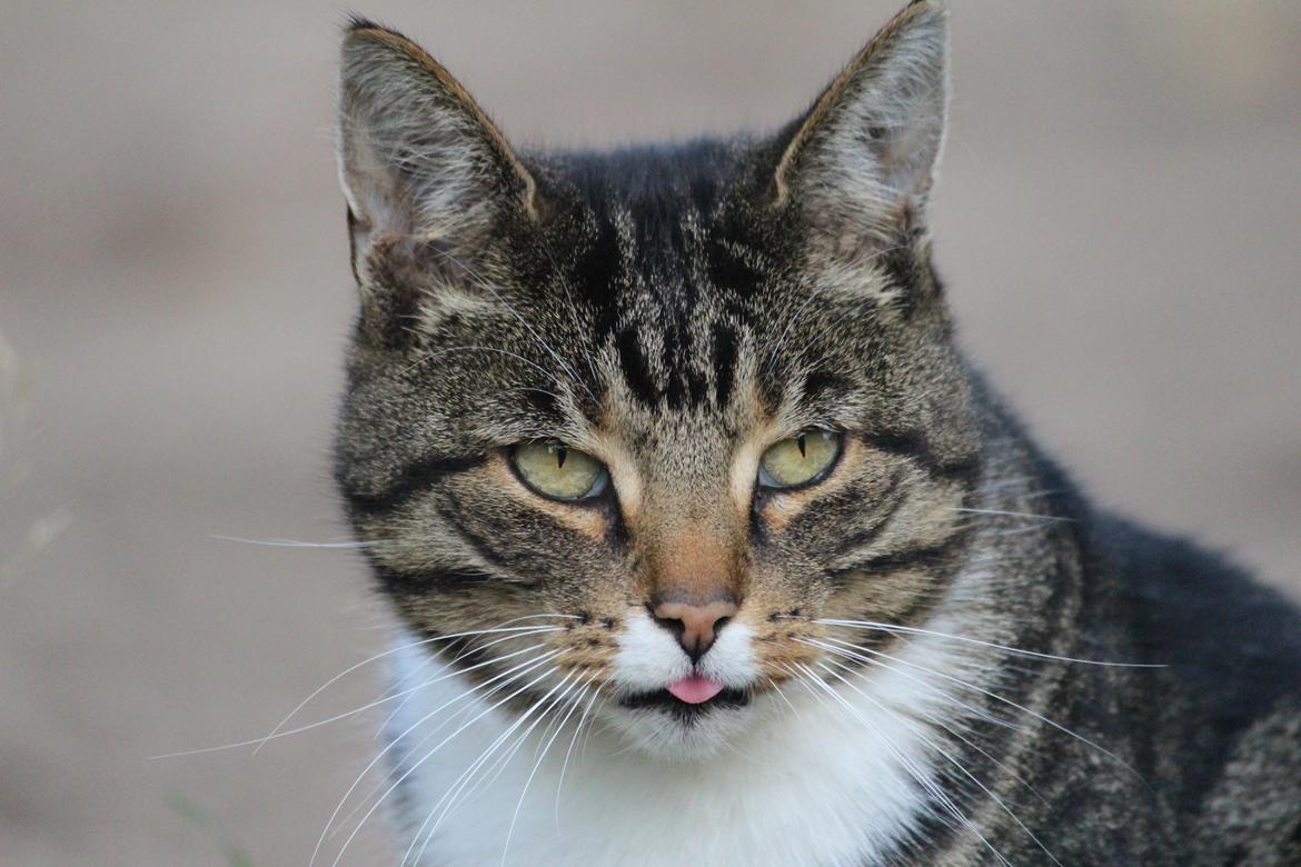 Huskat Rosemis "Rosen" - hvad? jeg rækker da ikke tunge :P billede 12