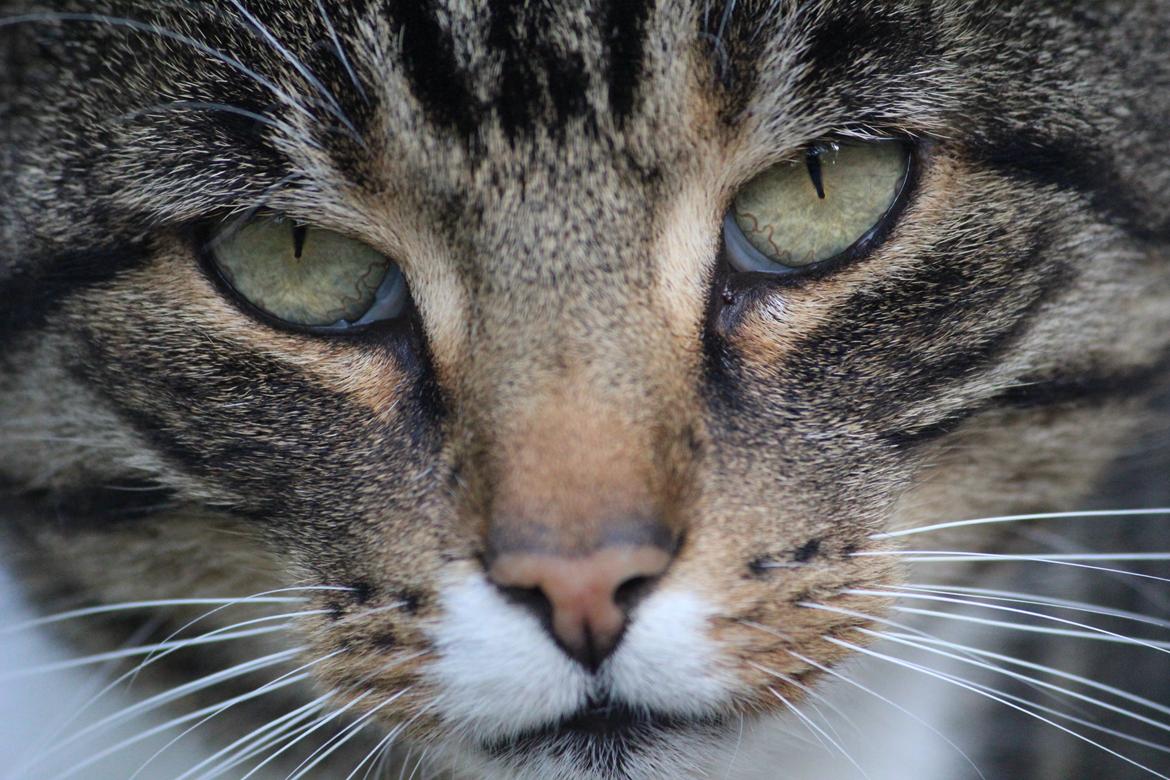 Huskat Rosemis "Rosen" billede 11