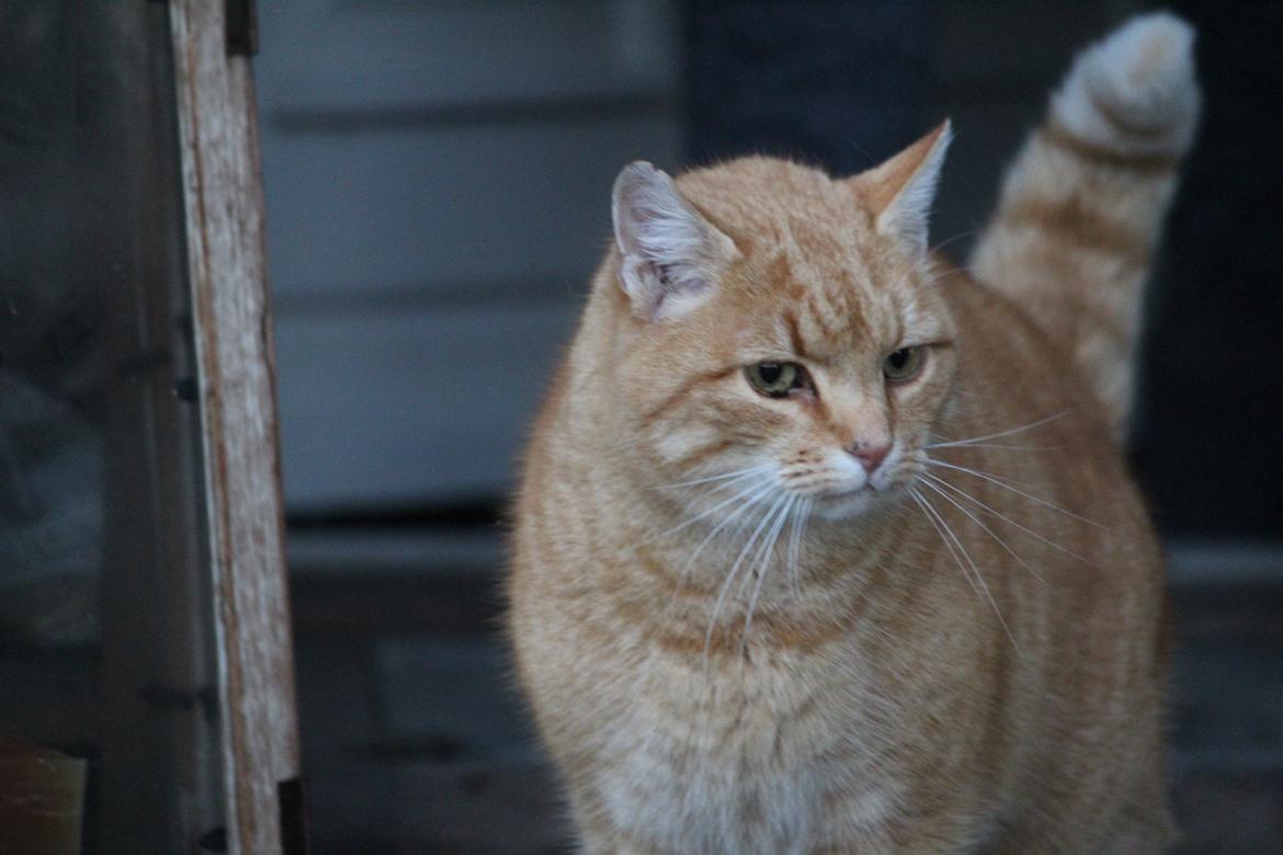 Huskat Garfield "Gaffel" billede 12