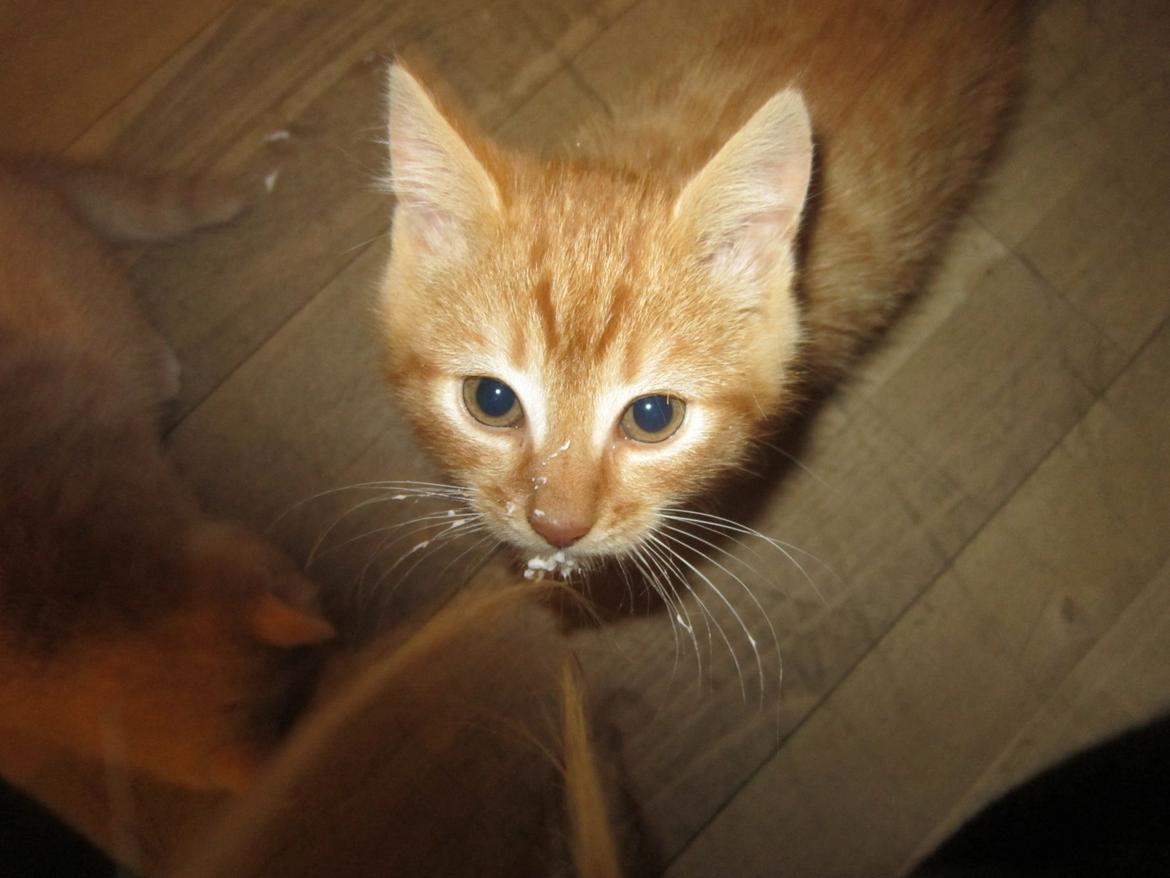 Huskat Sigurt billede 1