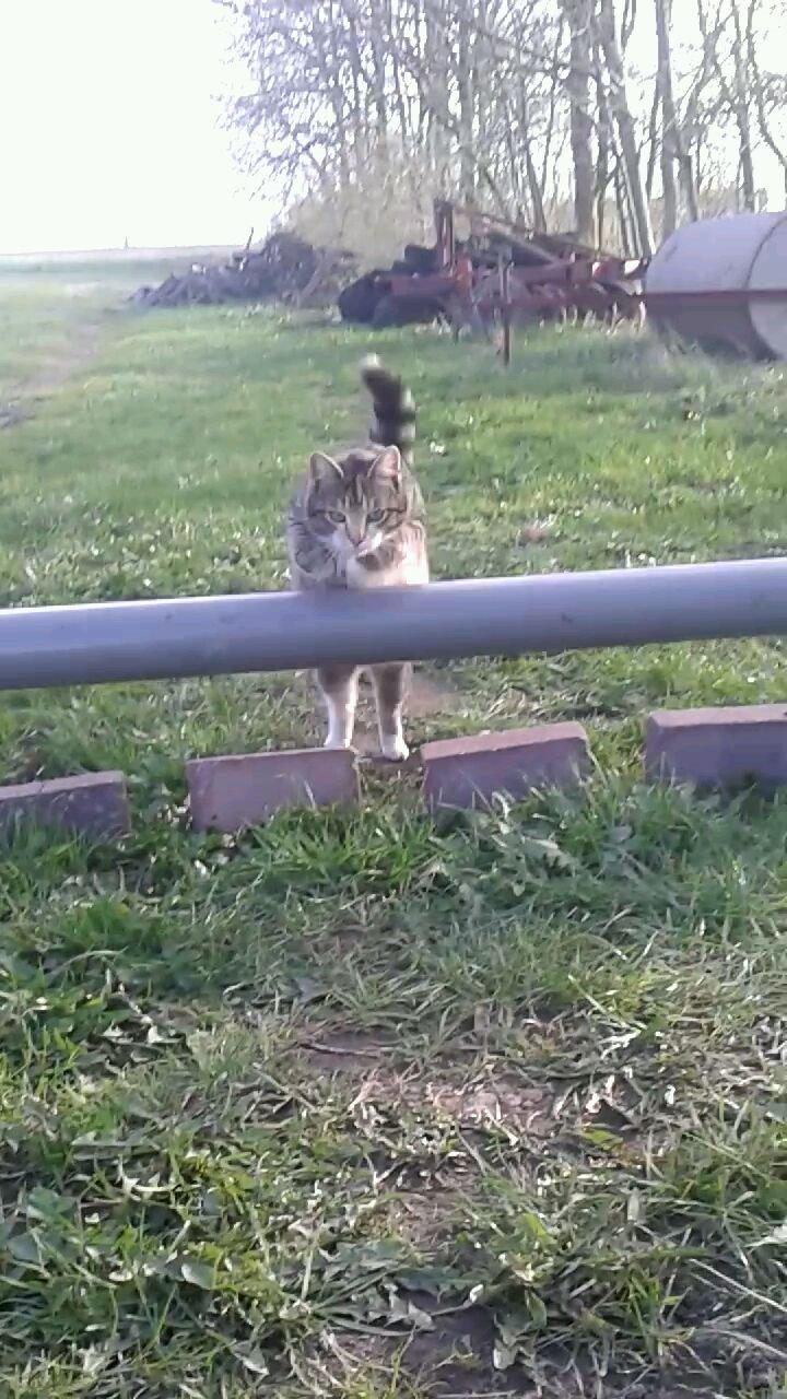 Huskat pus (mit et og alt) <3 - spring billede 3