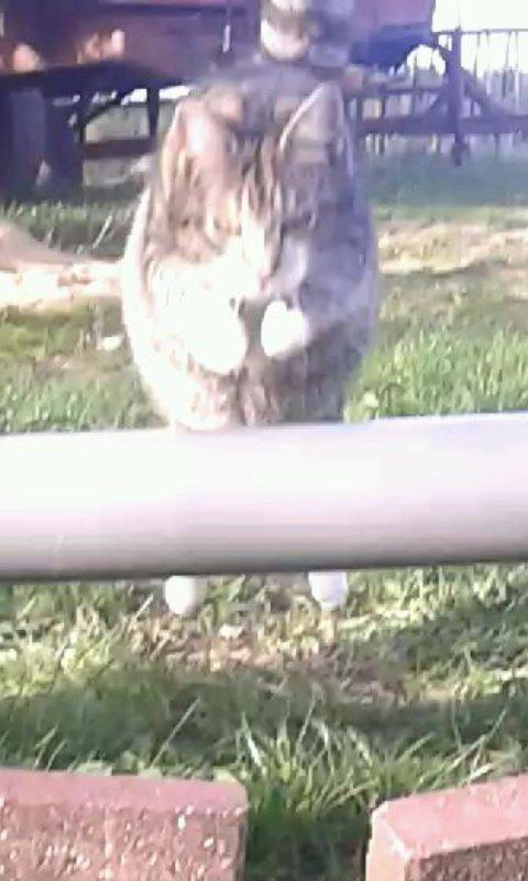 Huskat pus (mit et og alt) <3 billede 4