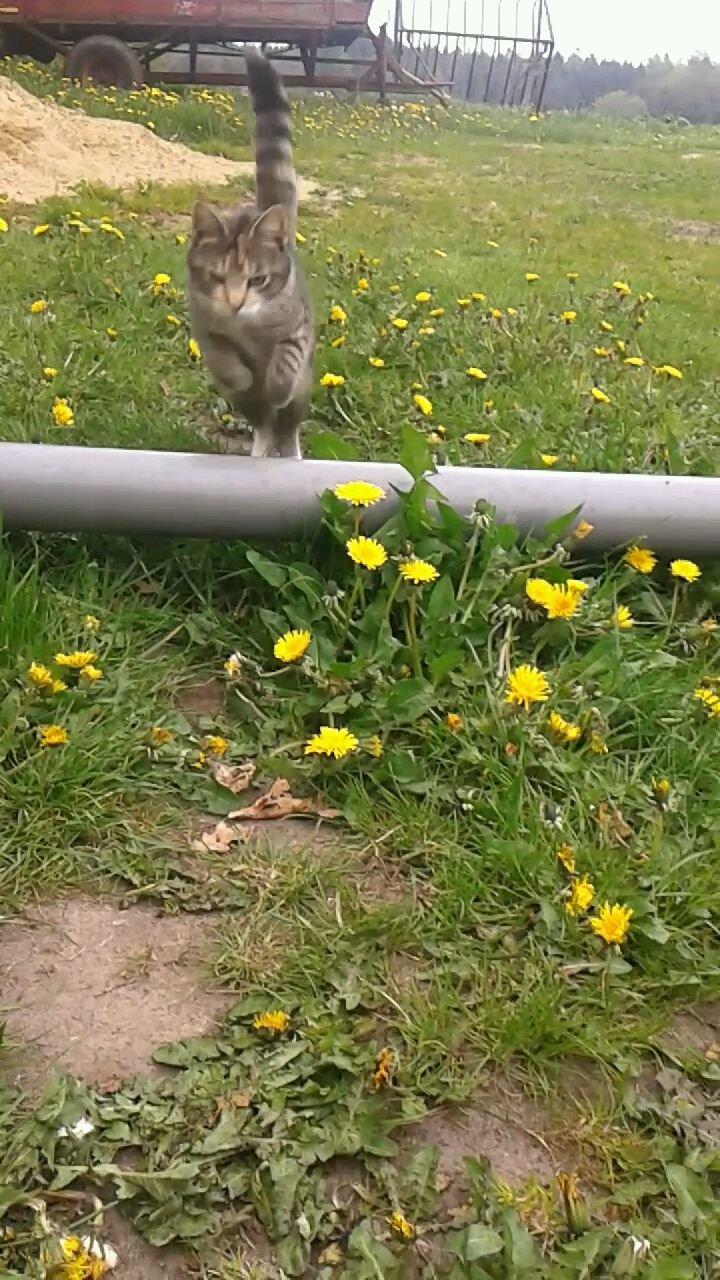 Huskat pus (mit et og alt) <3 billede 5