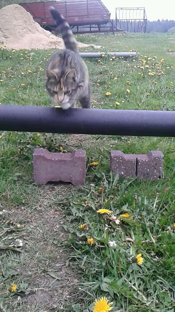 Huskat pus (mit et og alt) <3 - min dygtige mis billede 6