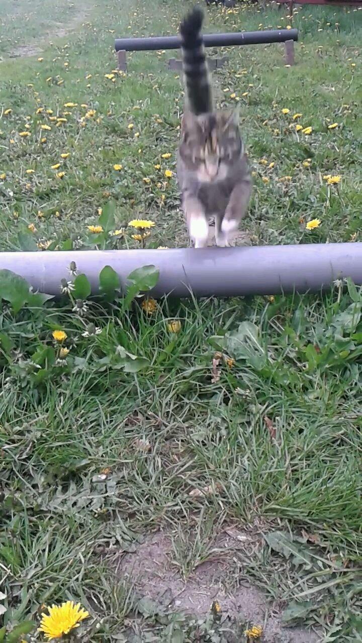 Huskat pus (mit et og alt) <3 billede 7