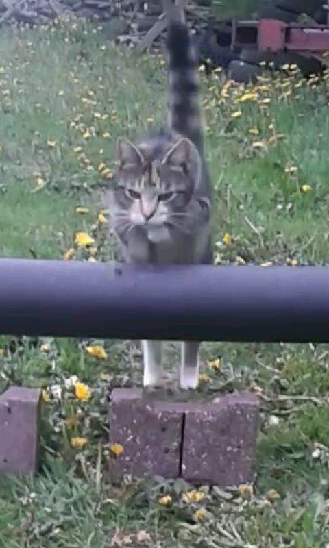 Huskat pus (mit et og alt) <3 billede 8