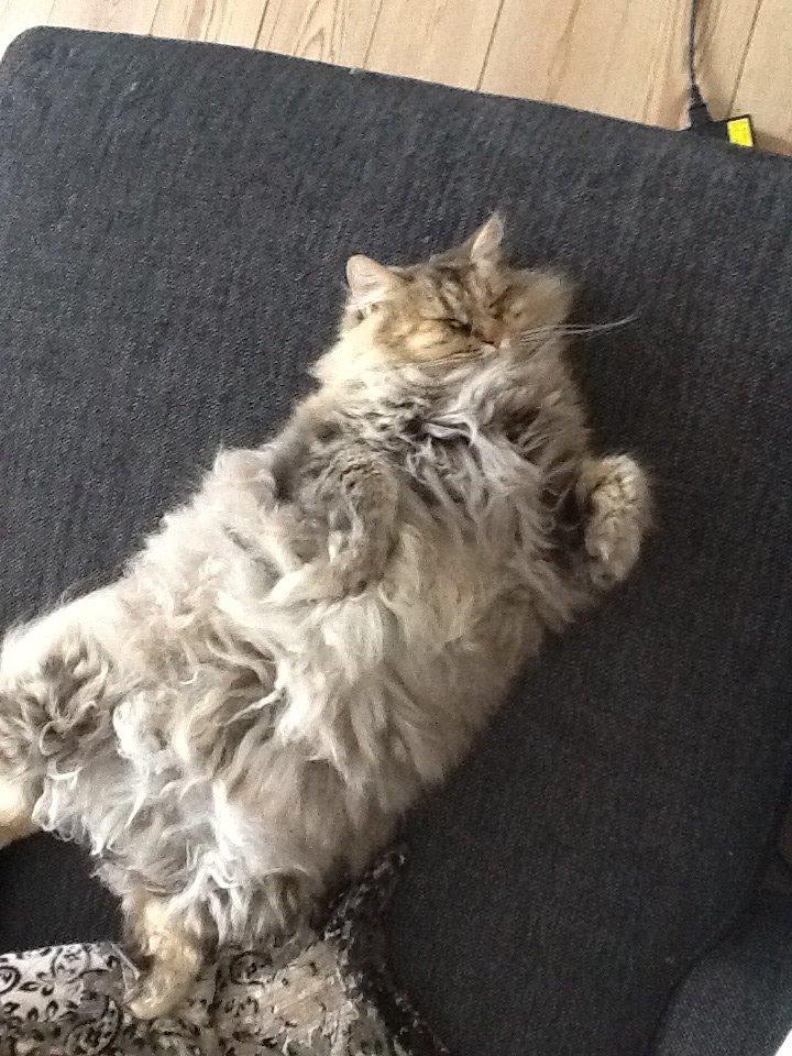 Blanding af racer Gizmo billede 18