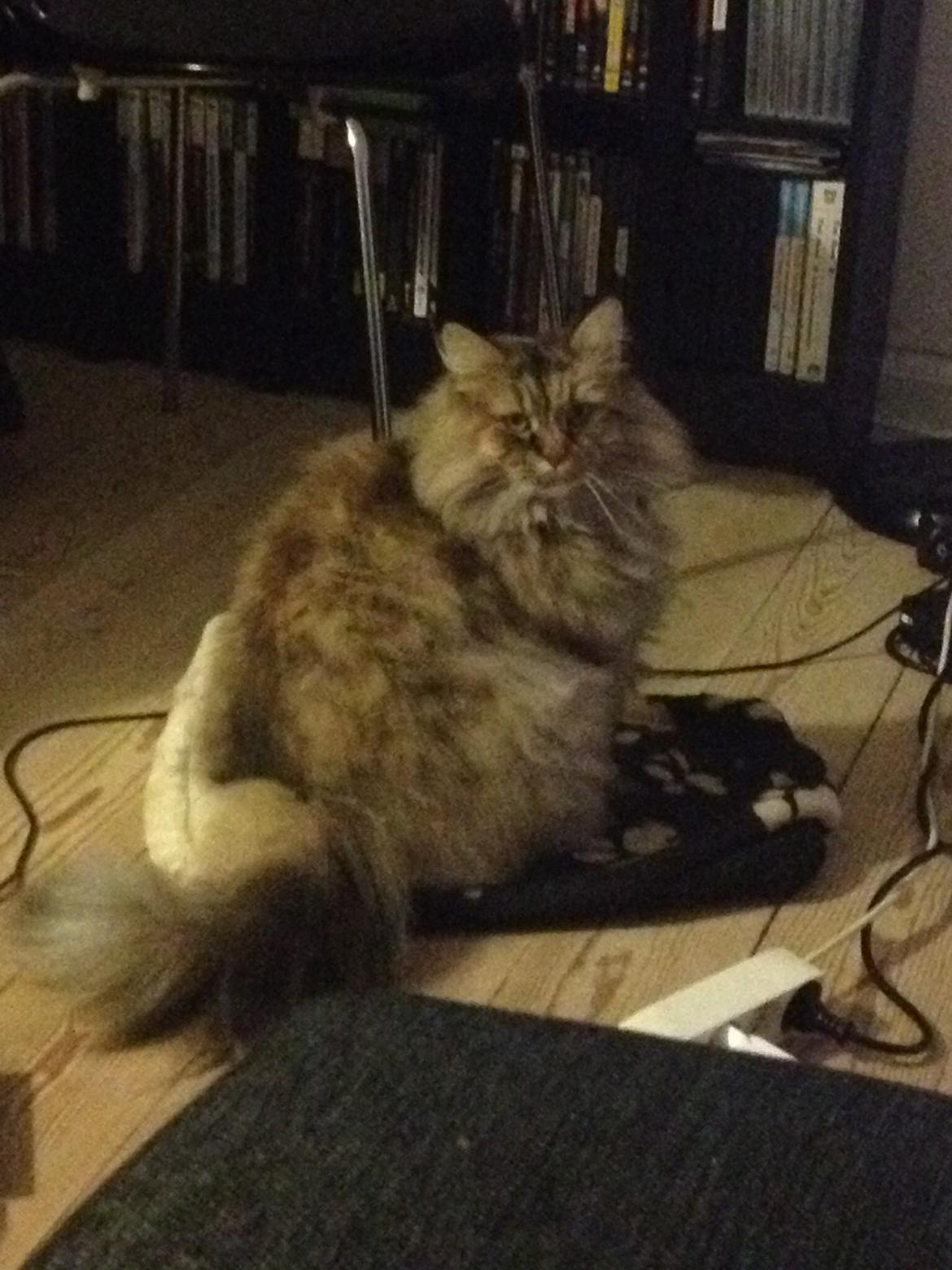 Blanding af racer Gizmo billede 19