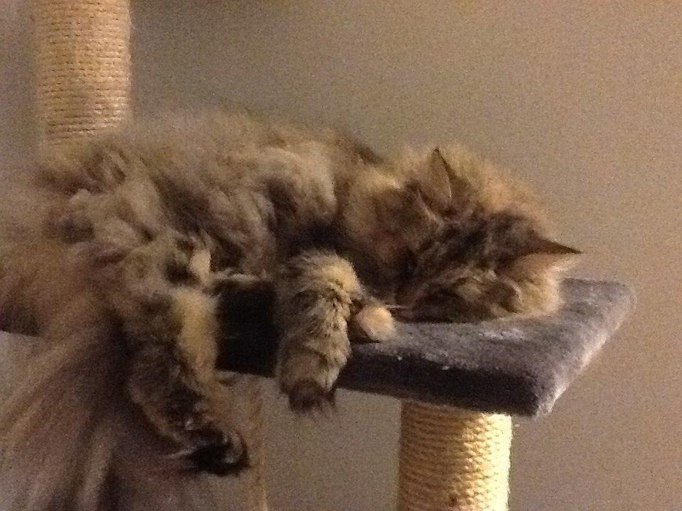 Blanding af racer Gizmo billede 20