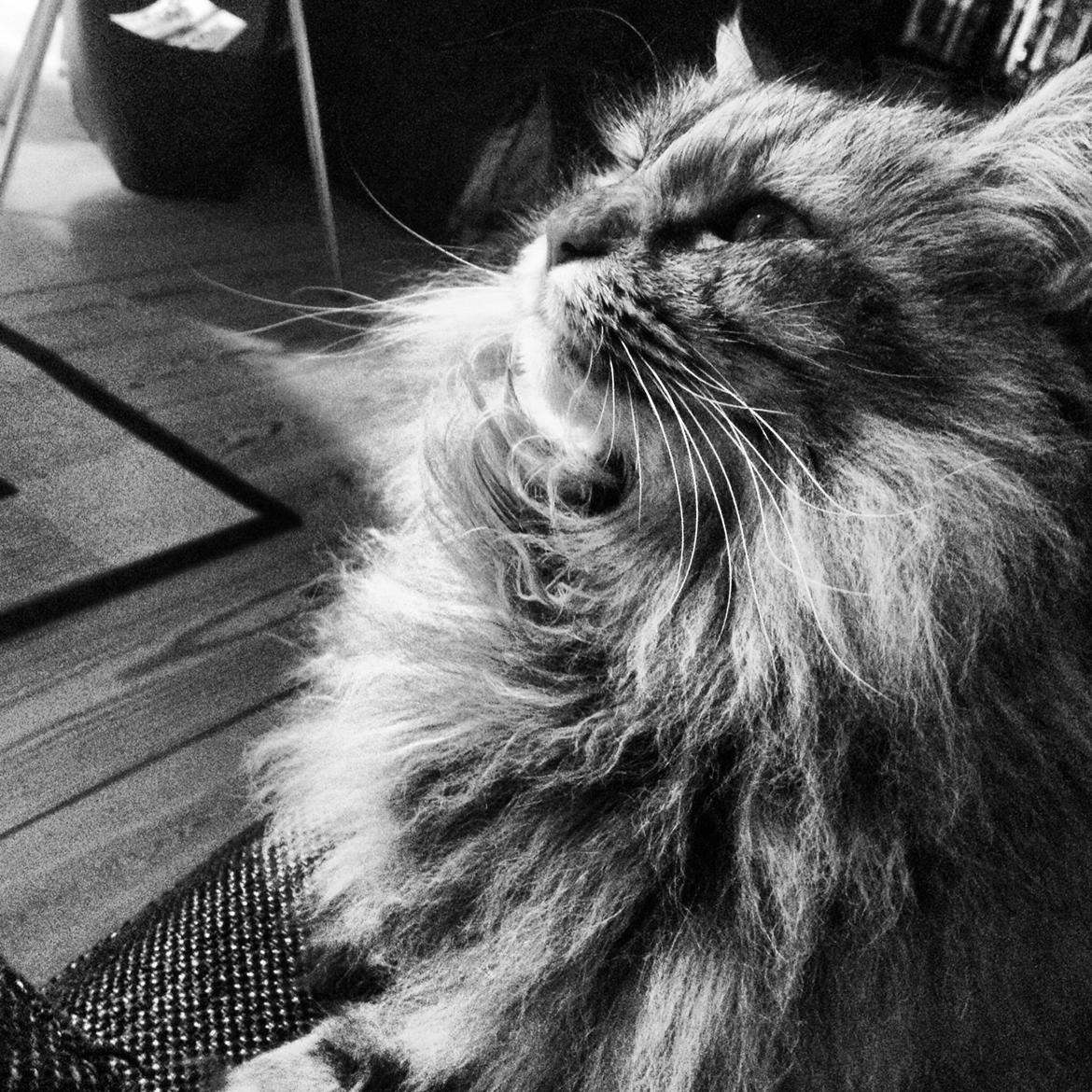 Blanding af racer Gizmo billede 21