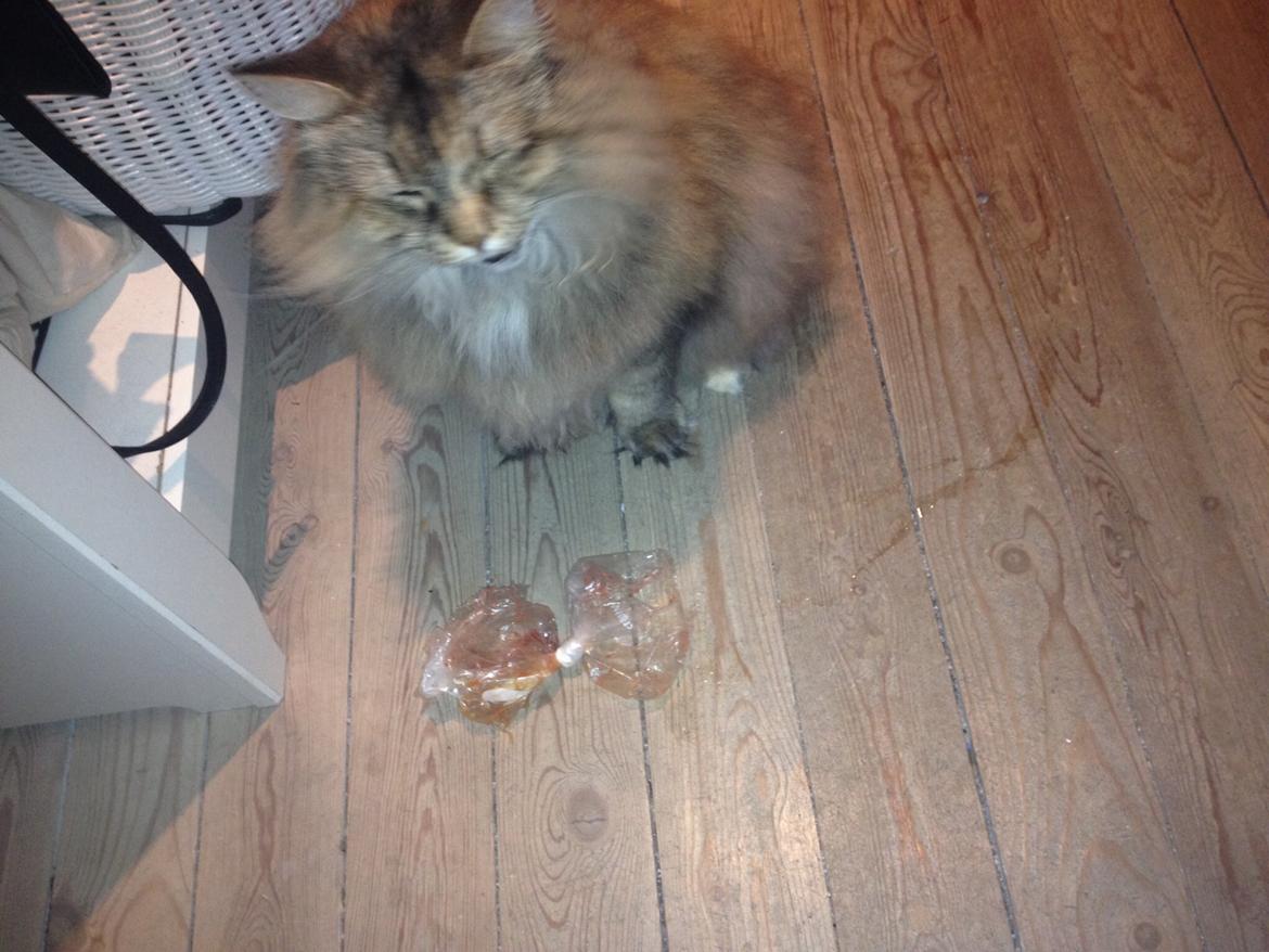 Blanding af racer Gizmo billede 22