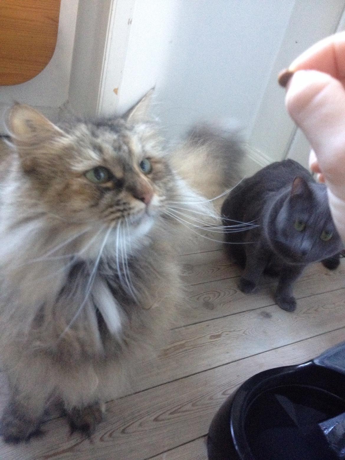 Blanding af racer Gizmo billede 23