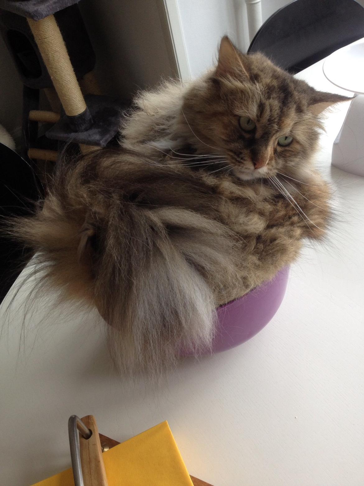 Blanding af racer Gizmo billede 24