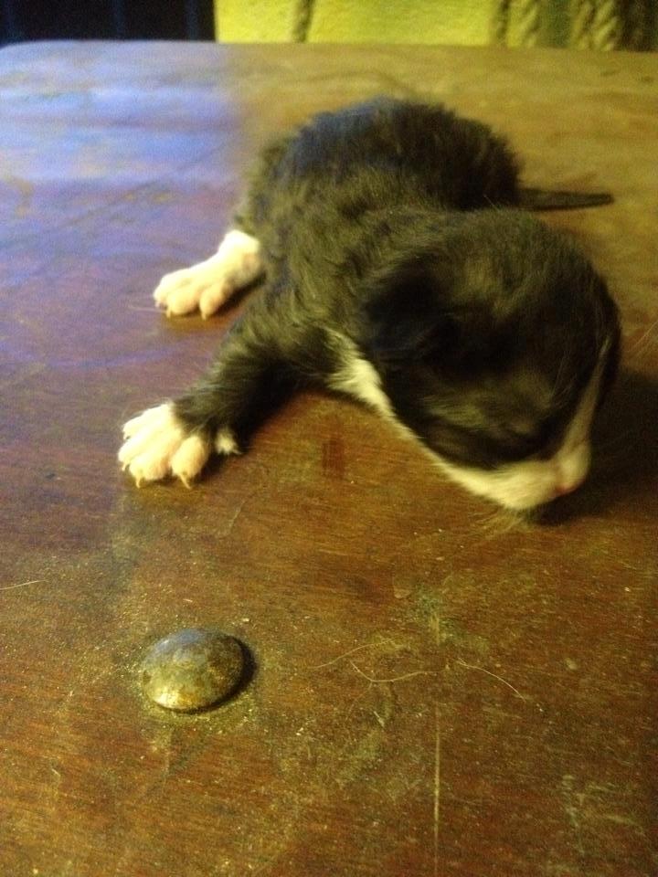 Huskat Figaro billede 7