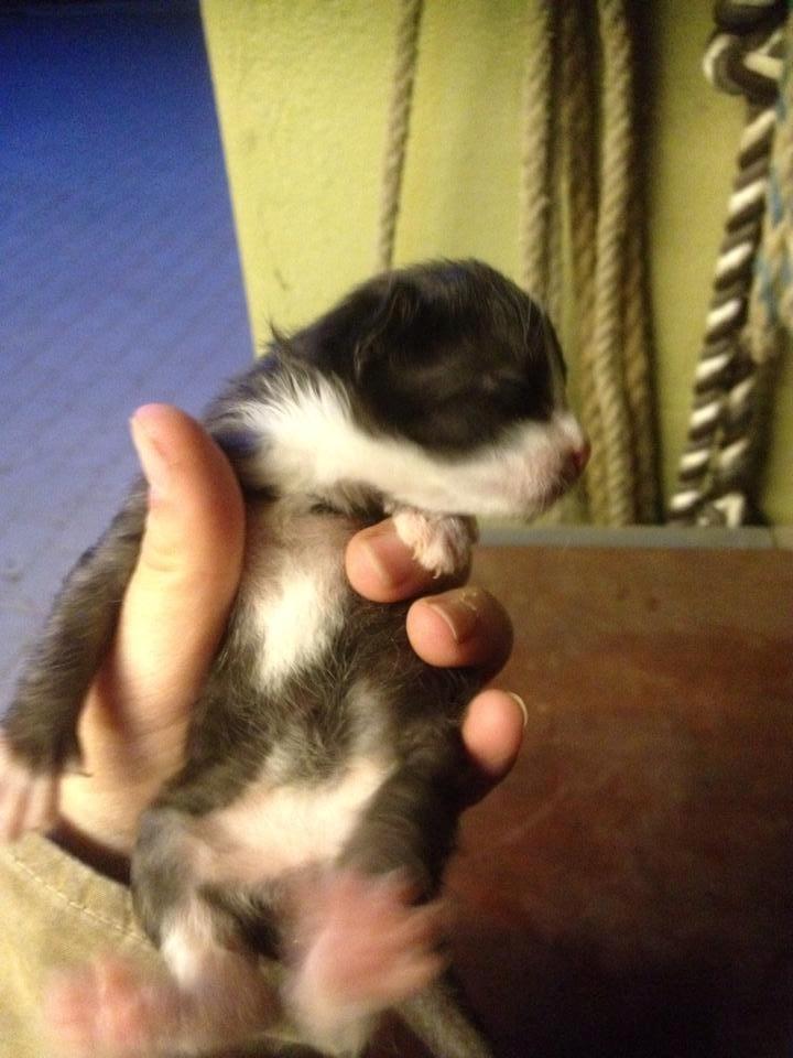 Huskat Figaro billede 9