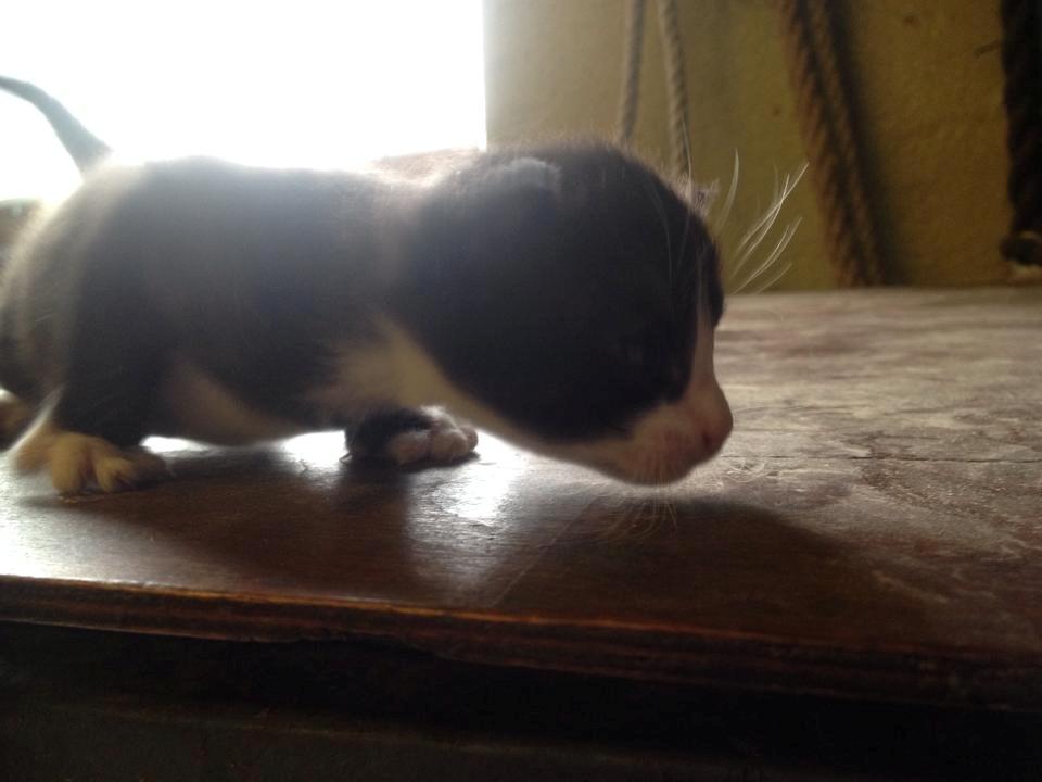 Huskat Figaro billede 11