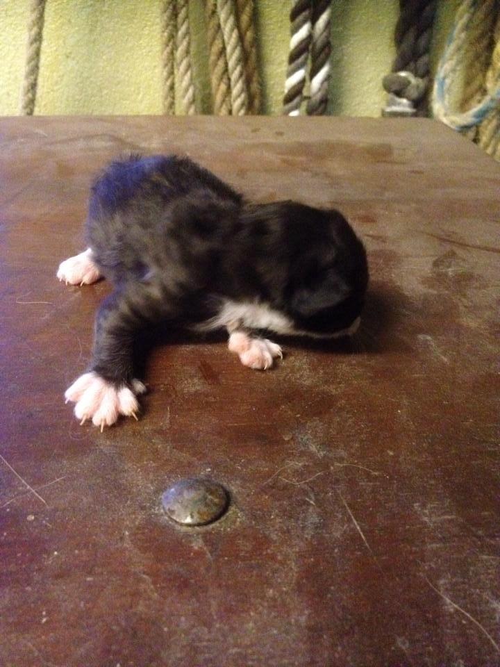 Huskat Figaro - Ca. 14 dage billede 5