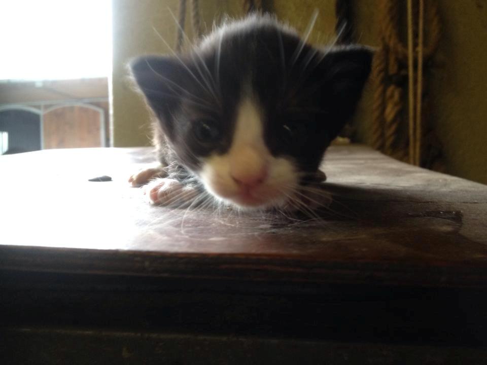 Huskat Figaro - Omrking 17 dage billede 4