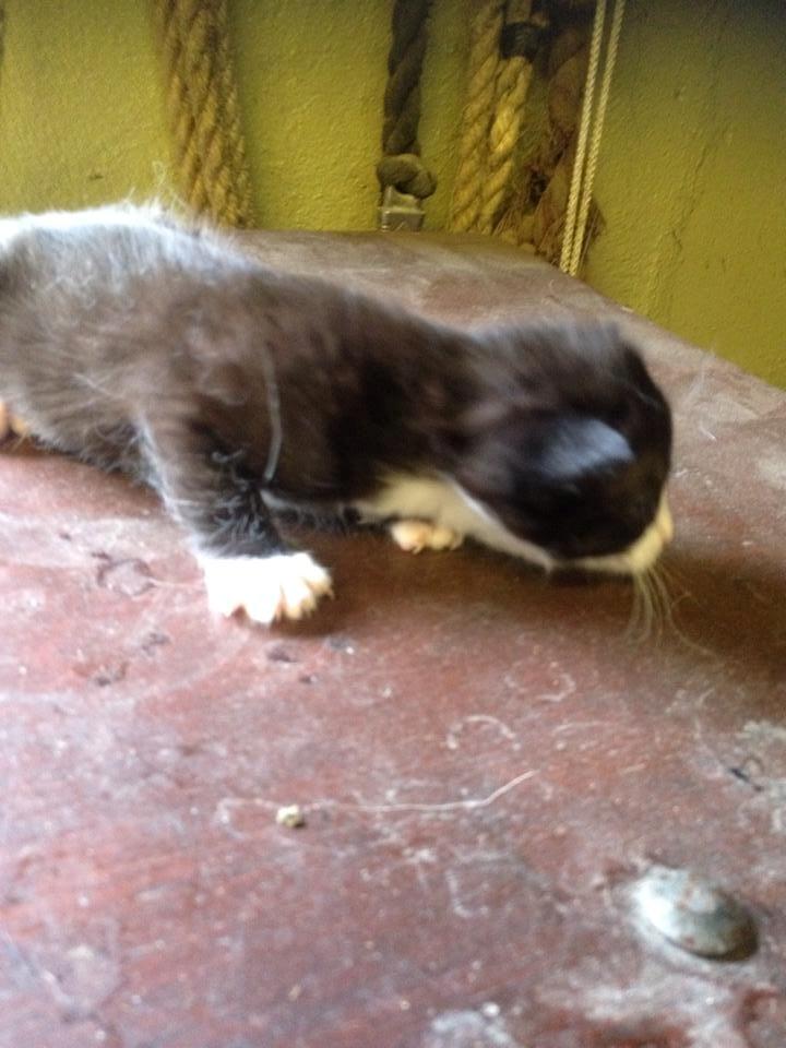 Huskat Figaro billede 15