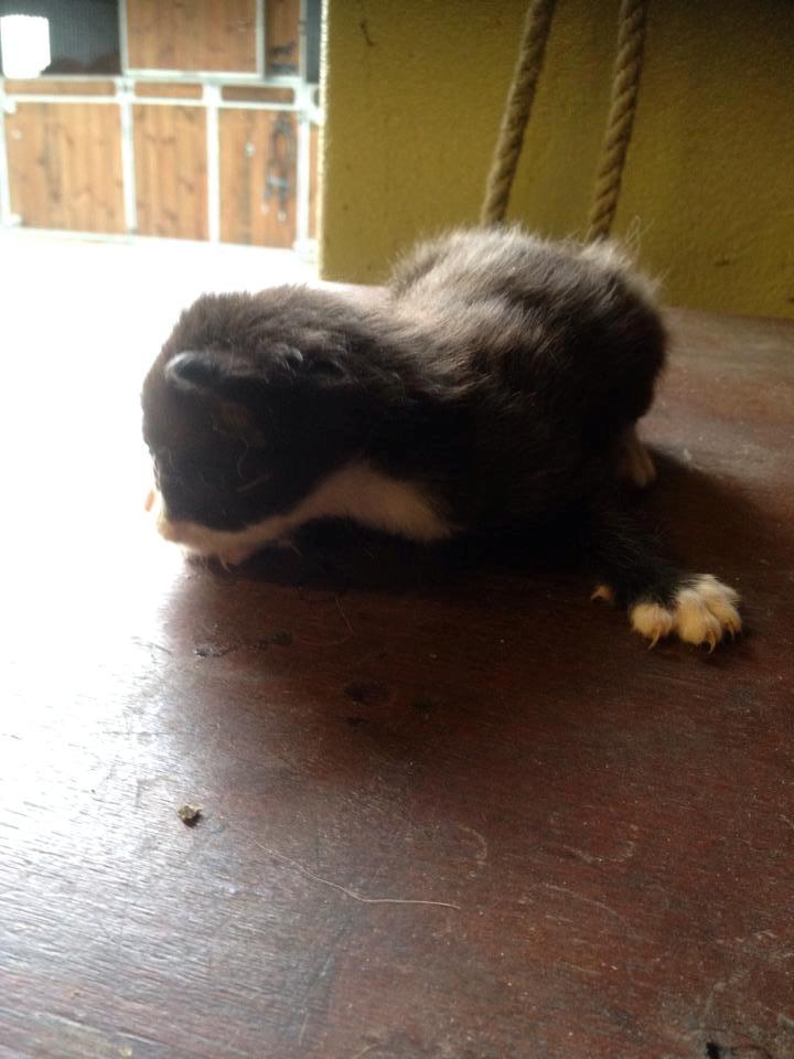 Huskat Figaro billede 16