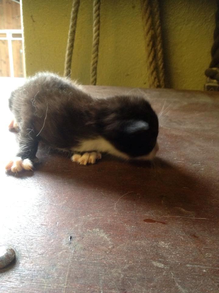 Huskat Figaro billede 13