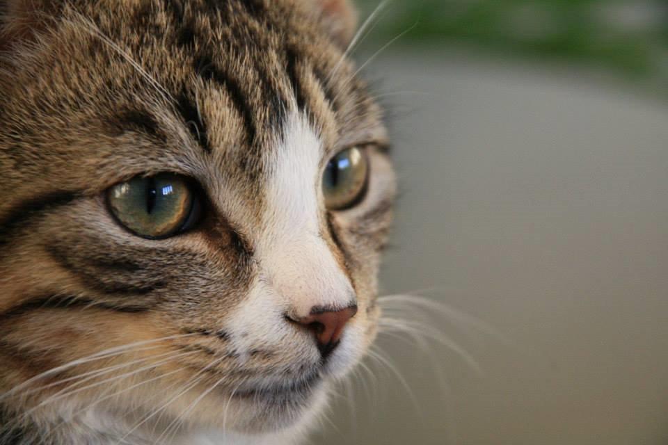 Huskat Louis billede 1