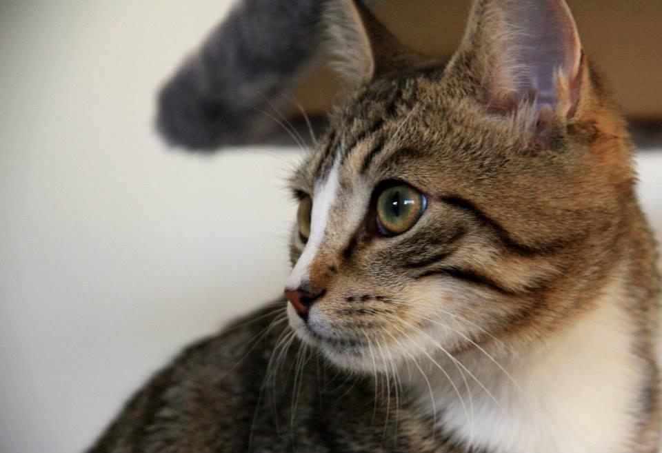 Huskat Louis billede 3