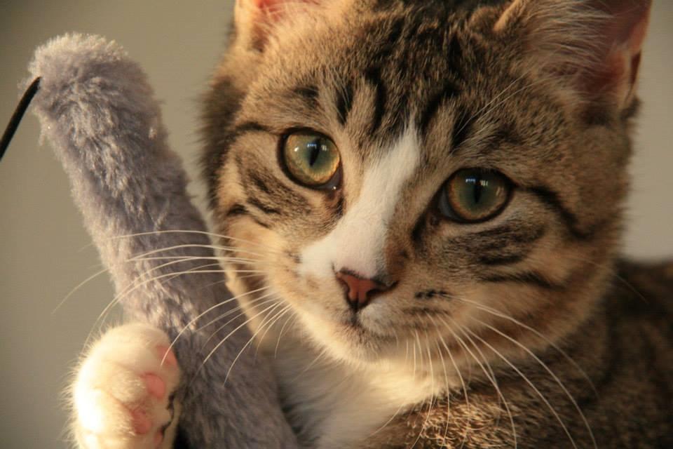 Huskat Louis billede 4