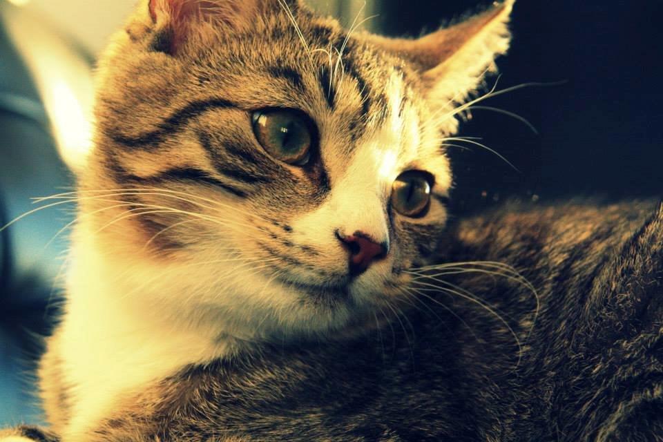 Huskat Louis billede 5