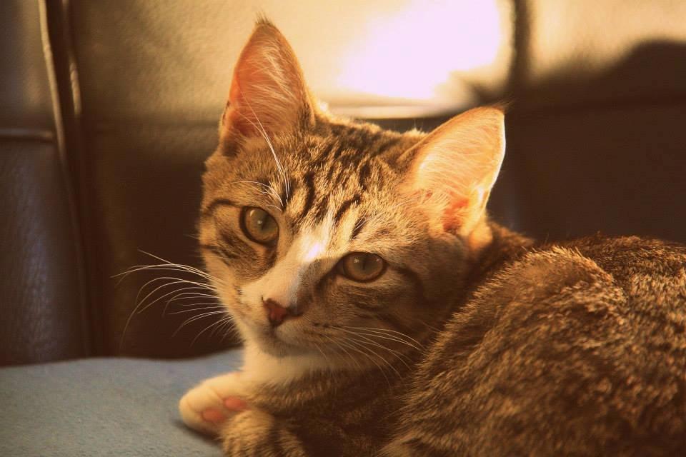 Huskat Louis billede 6