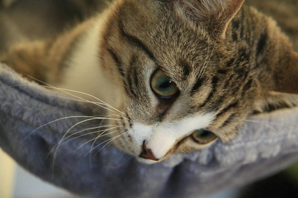 Huskat Louis billede 2