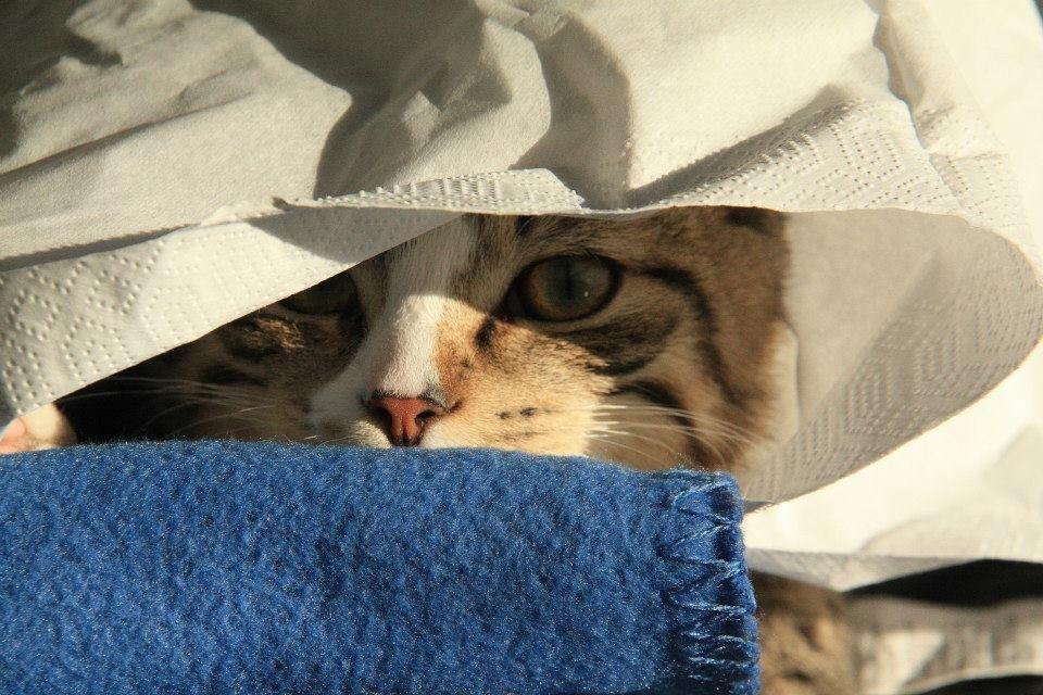 Huskat Louis billede 7