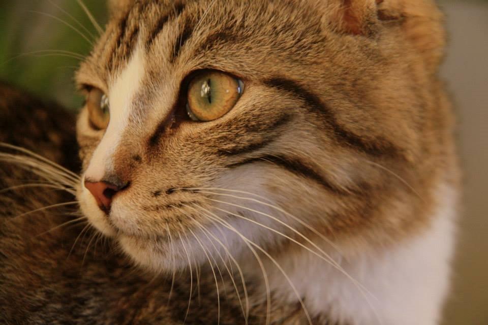 Huskat Louis billede 8