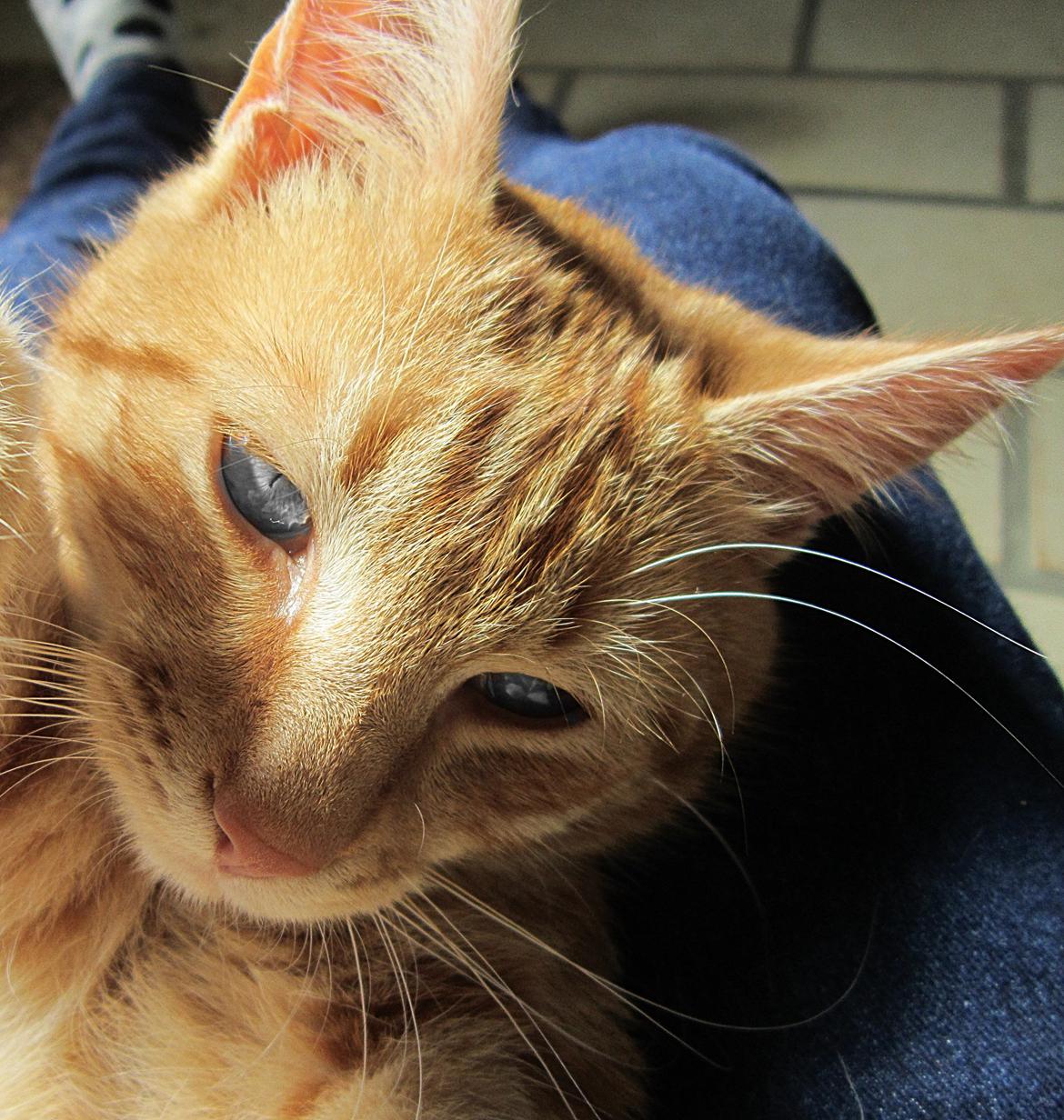 Huskat Sigurt billede 3