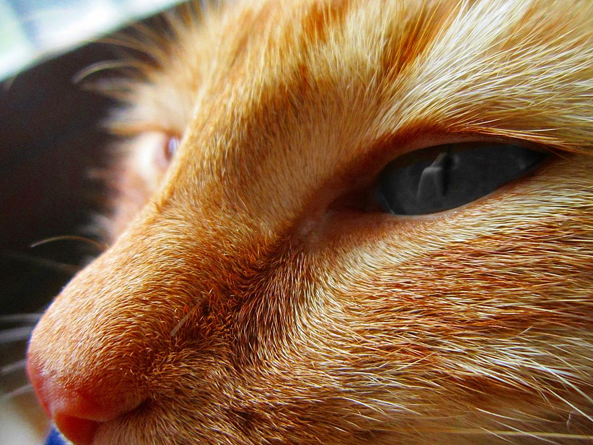 Huskat Sigurt billede 8