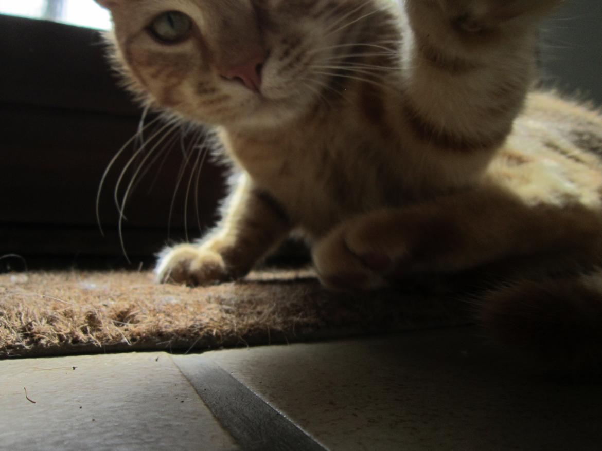 Huskat Sigurt billede 15