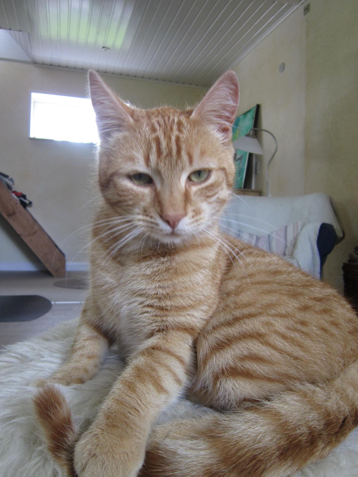 Huskat Sigurt billede 10