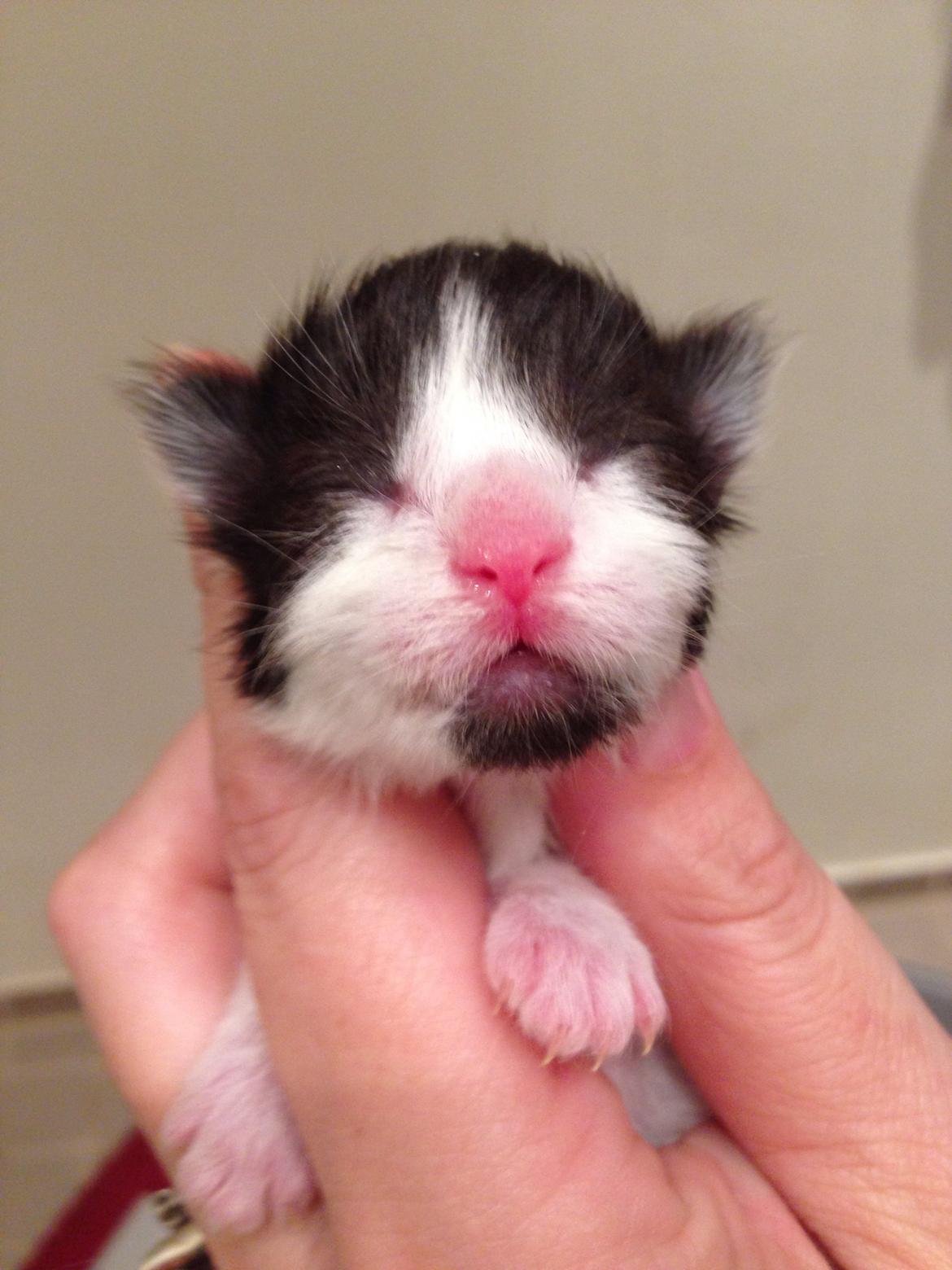 Maine Coon Jazebell  billede 1