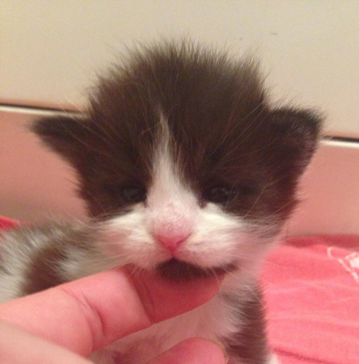 Maine Coon Jazebell  billede 2