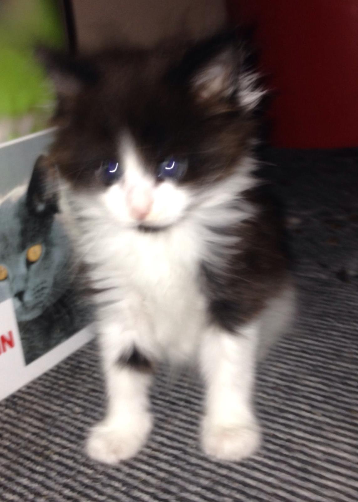 Maine Coon Jazebell  billede 3