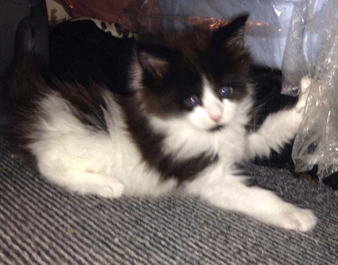 Maine Coon Jazebell  billede 4