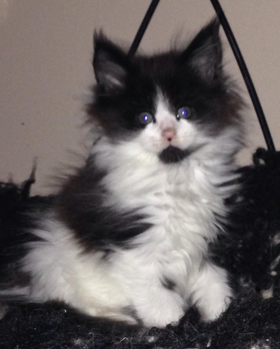 Maine Coon Jazebell  billede 5