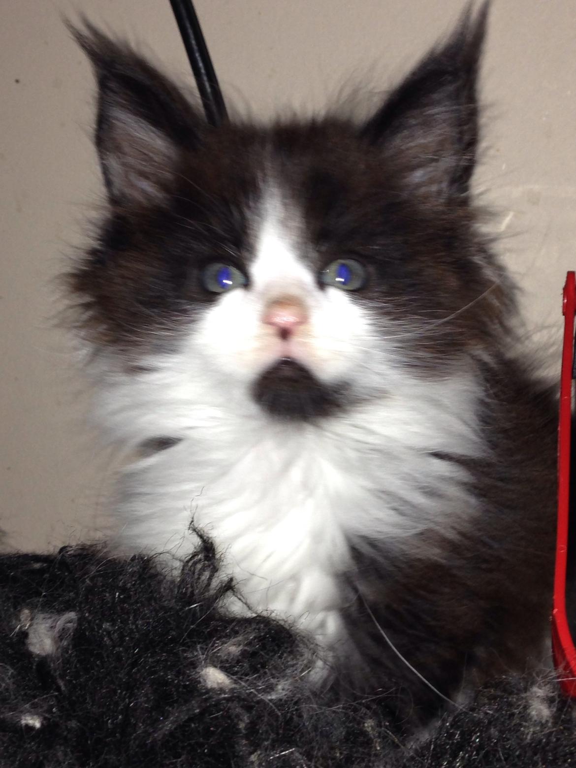 Maine Coon Jazebell  billede 6