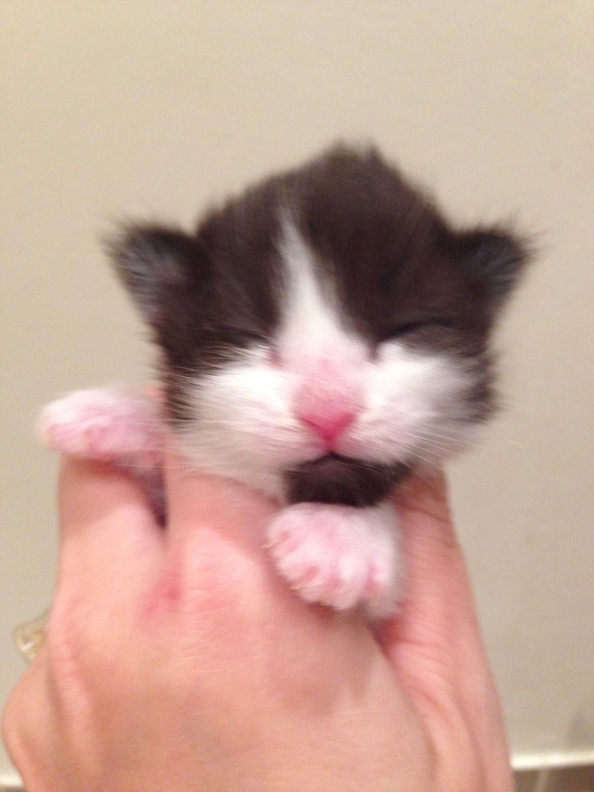 Maine Coon Jazebell  billede 7