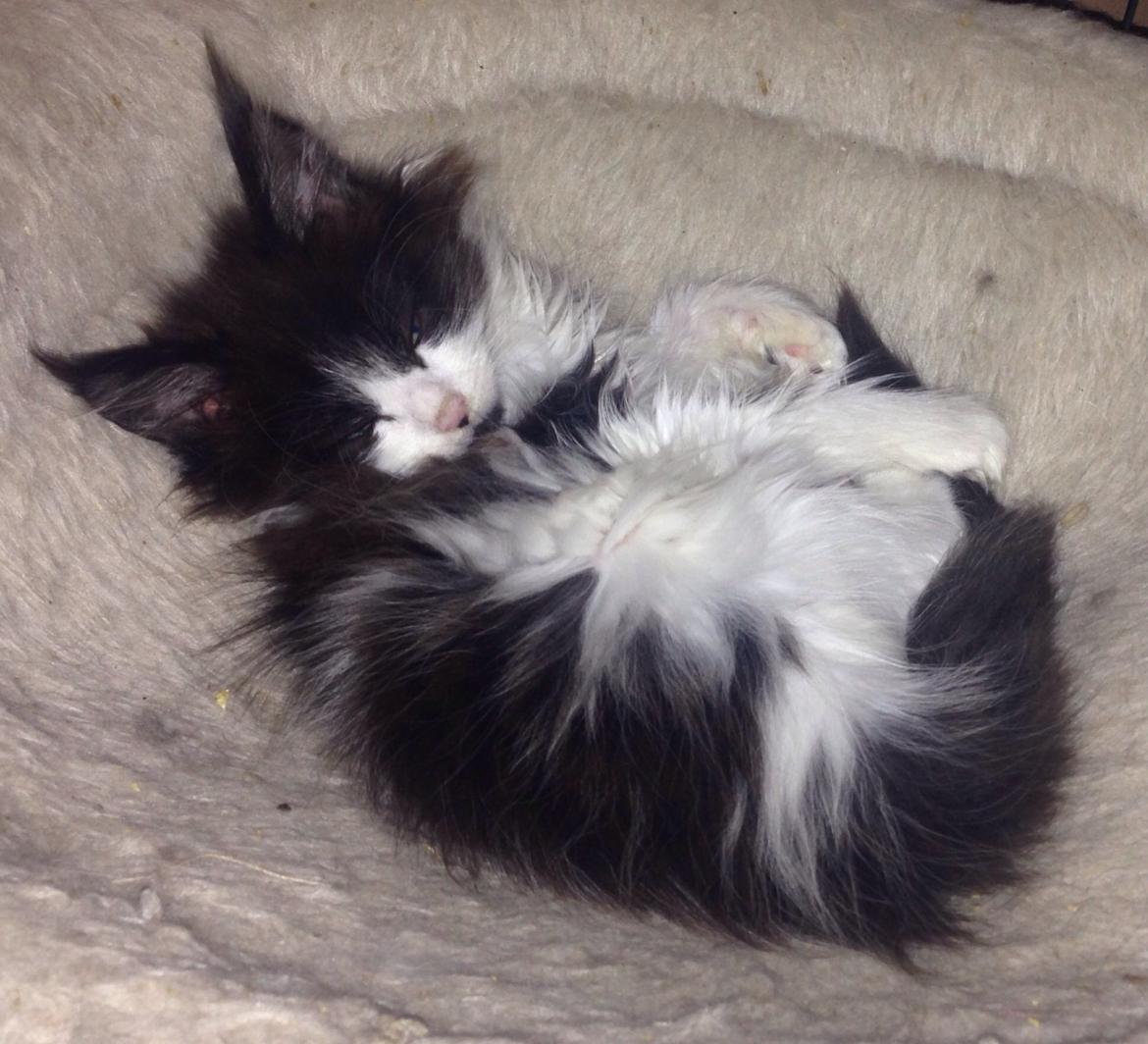 Maine Coon Jazebell  billede 8