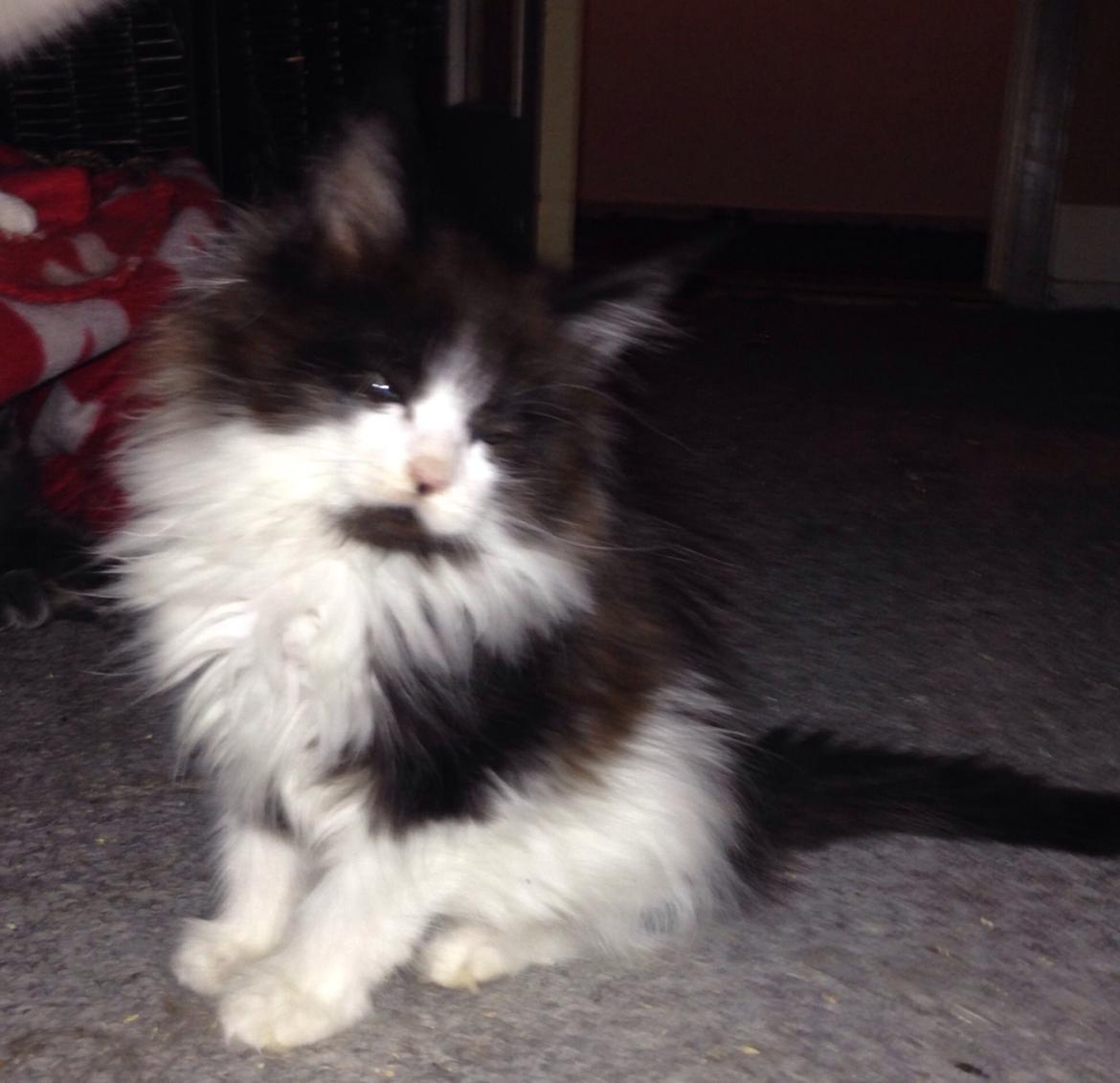 Maine Coon Jazebell  billede 10