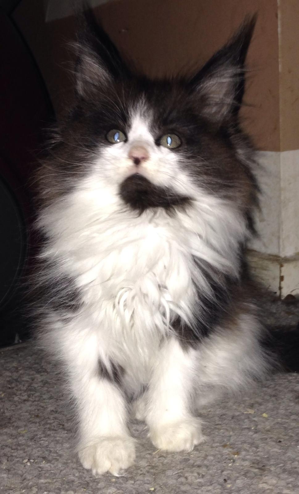 Maine Coon Jazebell  billede 11