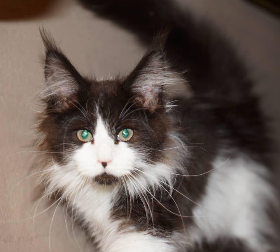 Maine Coon Jazebell  billede 12