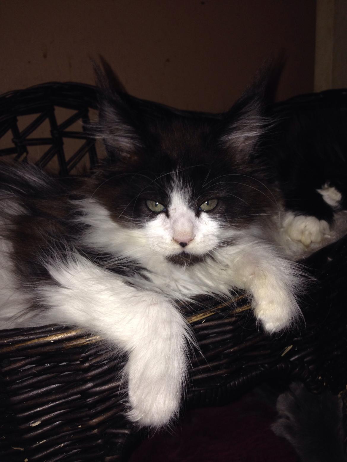 Maine Coon Jazebell  billede 13