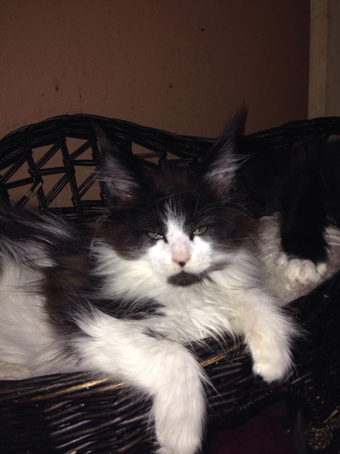 Maine Coon Jazebell  billede 14